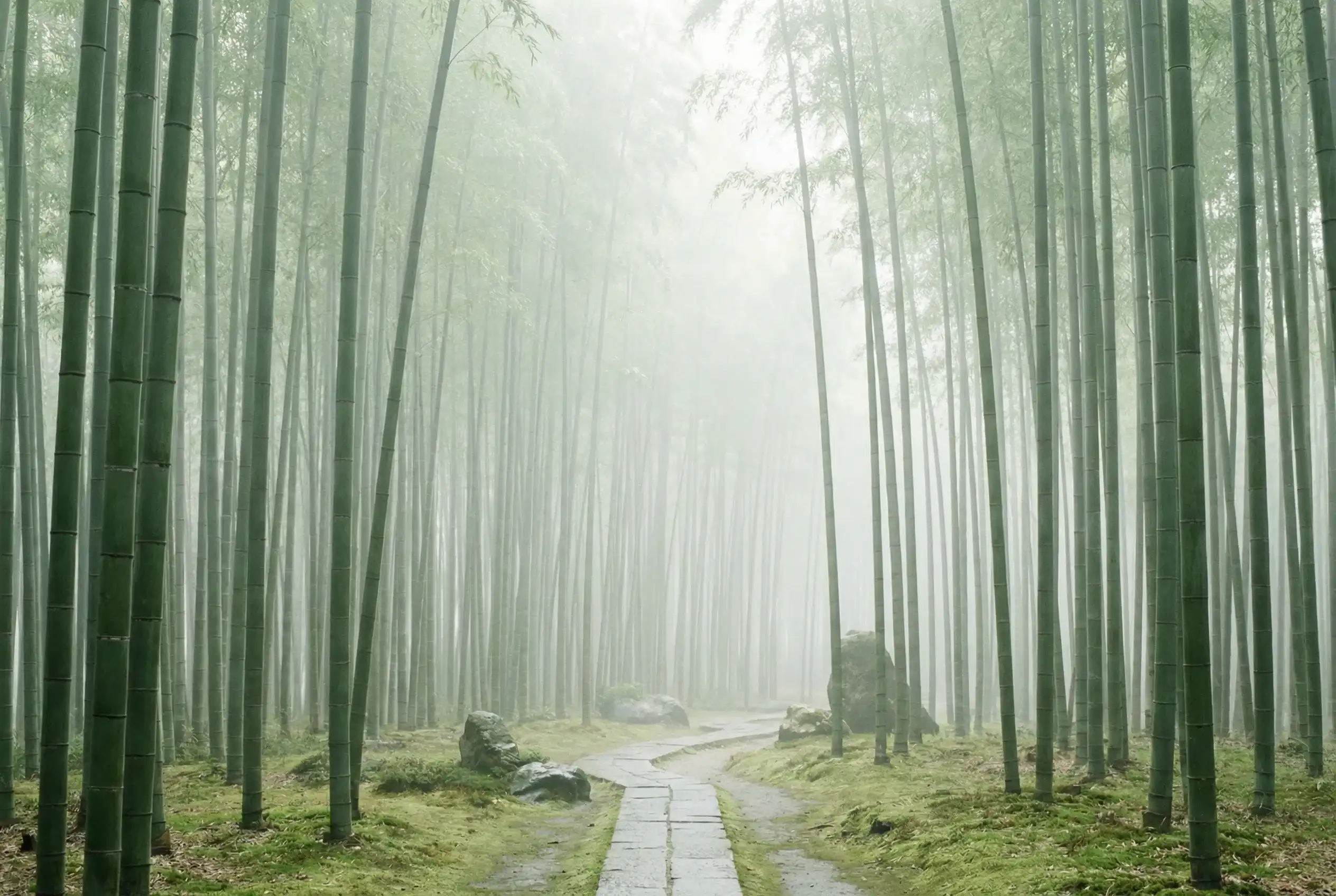博彩平台 自然恩赐计划竹林背景